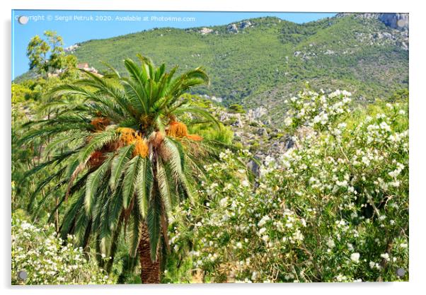 A date palm tree with bunches of ripe fruits grows in a garden against the backdrop of the mountains of the coast of the Gulf of Corinth in Greece. Acrylic by Sergii Petruk