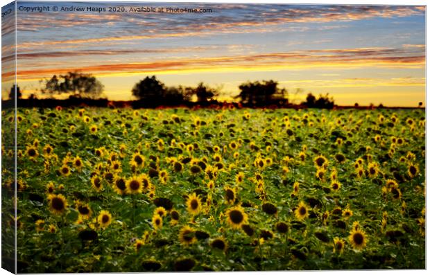 Golden Sunflowers at Dusk Canvas Print by Andrew Heaps