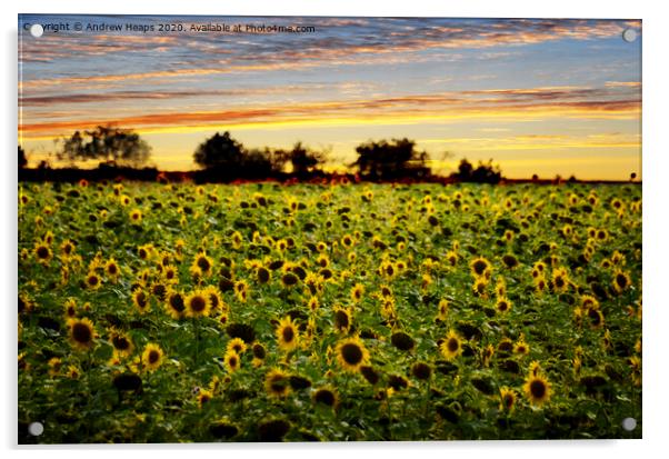 Golden Sunflowers at Dusk Acrylic by Andrew Heaps