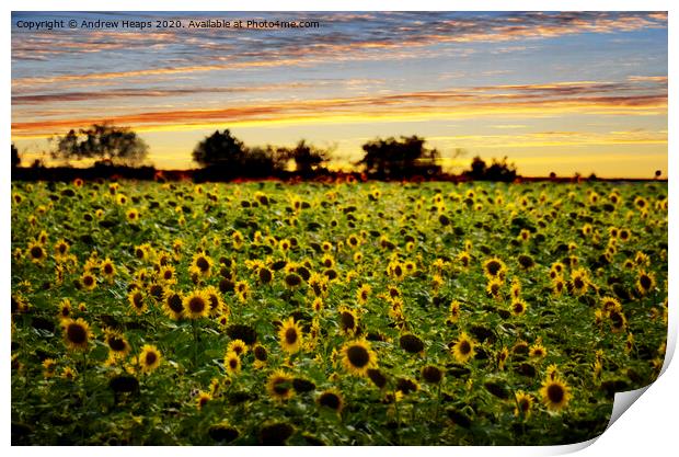Golden Sunflowers at Dusk Print by Andrew Heaps