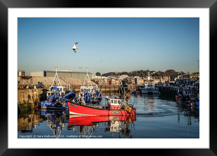 Fishing boat arriving back in the dock Framed Mounted Print by Sara Melhuish