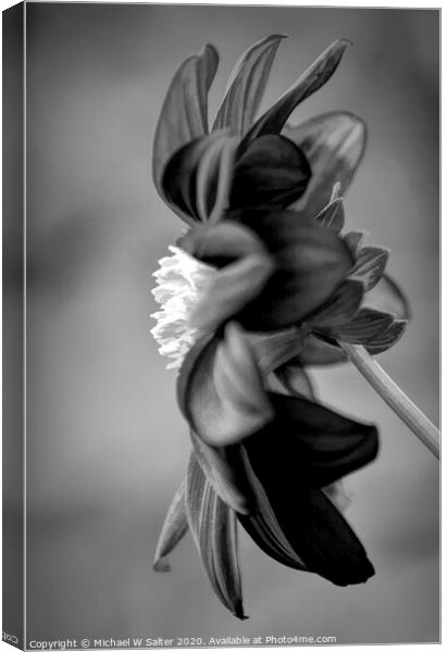 Lone Flower In Black and White Canvas Print by Michael W Salter