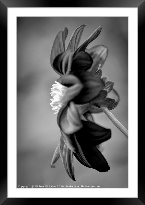 Lone Flower In Black and White Framed Mounted Print by Michael W Salter