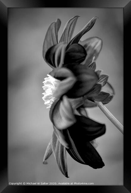 Lone Flower In Black and White Framed Print by Michael W Salter