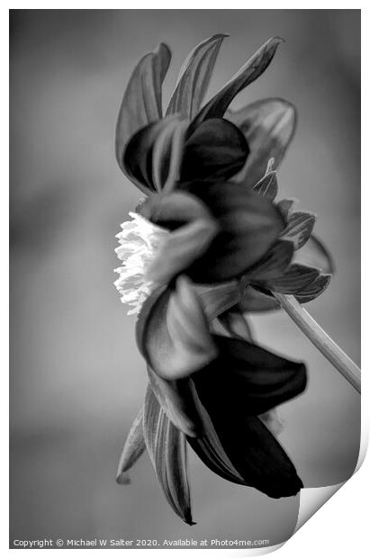 Lone Flower In Black and White Print by Michael W Salter