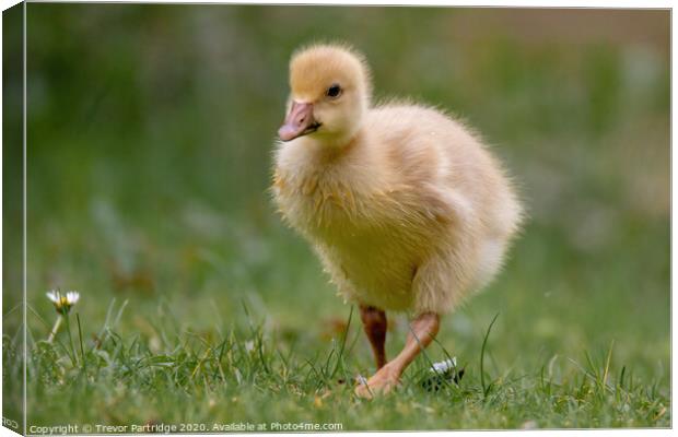 Gosling out for a stroll Canvas Print by Trevor Partridge
