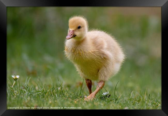Gosling out for a stroll Framed Print by Trevor Partridge