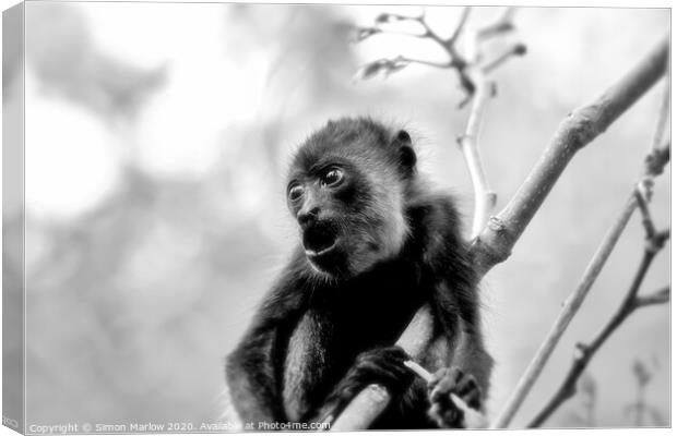 Adorable Baby Howler Monkey in Costa Rica Canvas Print by Simon Marlow