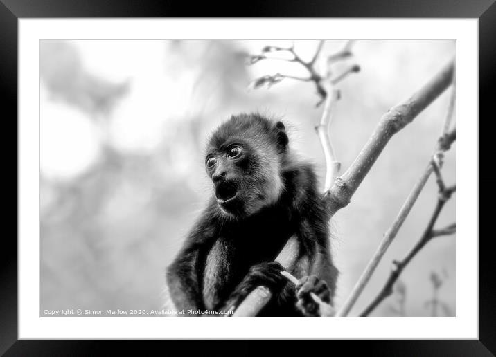 Adorable Baby Howler Monkey in Costa Rica Framed Mounted Print by Simon Marlow