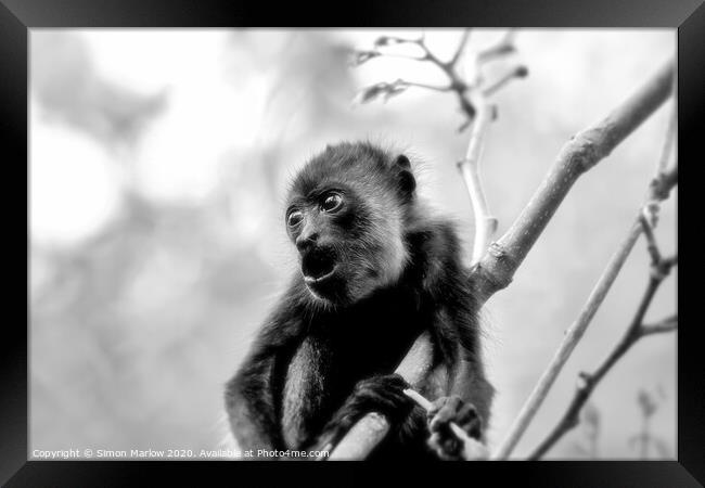 Adorable Baby Howler Monkey in Costa Rica Framed Print by Simon Marlow