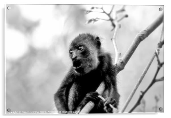 Adorable Baby Howler Monkey in Costa Rica Acrylic by Simon Marlow