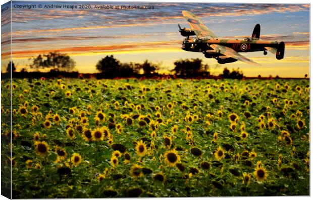 Sunflower field with Lancaster bomber banking over Canvas Print by Andrew Heaps