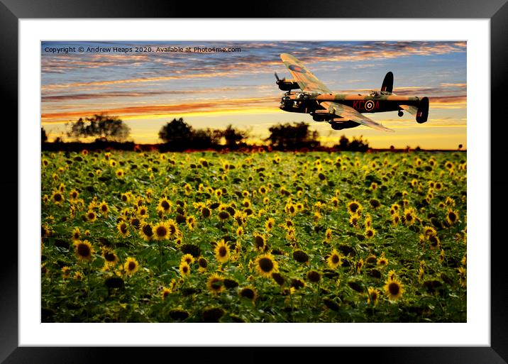 Sunflower field with Lancaster bomber banking over Framed Mounted Print by Andrew Heaps