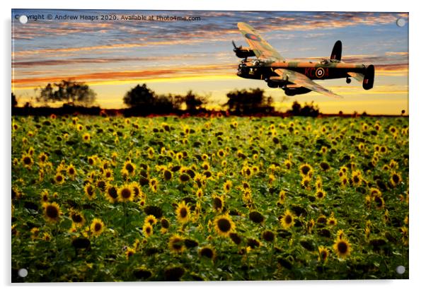 Sunflower field with Lancaster bomber banking over Acrylic by Andrew Heaps