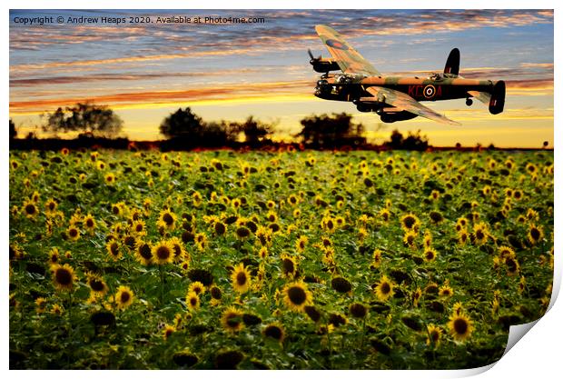 Sunflower field with Lancaster bomber banking over Print by Andrew Heaps