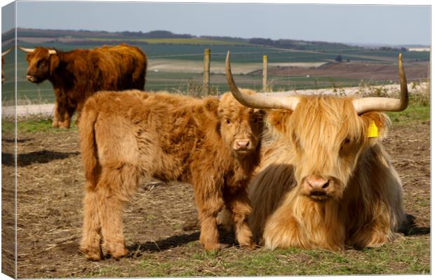 Highland Cow and Calf Canvas Print by Oxon Images