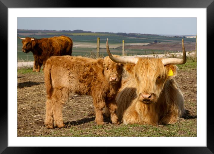 Highland Cow and Calf Framed Mounted Print by Oxon Images