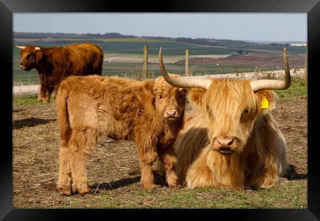 Highland Cow and Calf Framed Print by Oxon Images