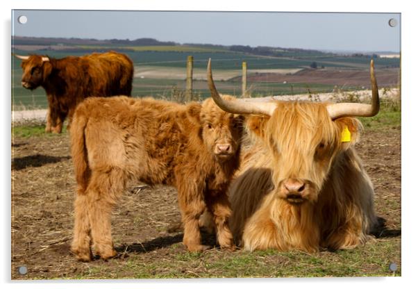 Highland Cow and Calf Acrylic by Oxon Images