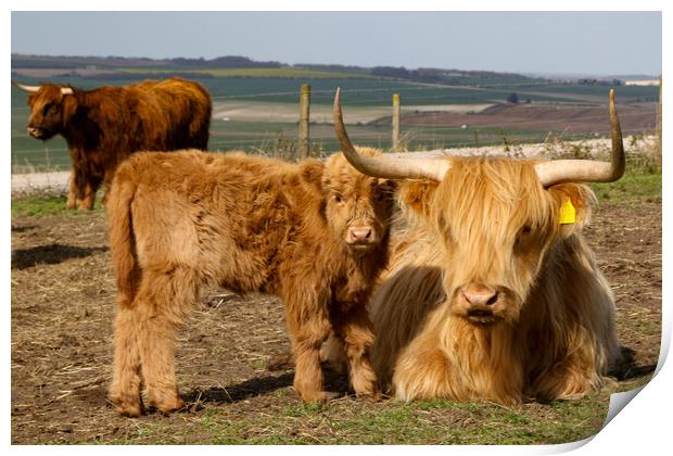 Highland Cow and Calf Print by Oxon Images