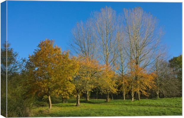 Golden Autumn Leaves and Blue Sky Canvas Print by Jeremy Hayden