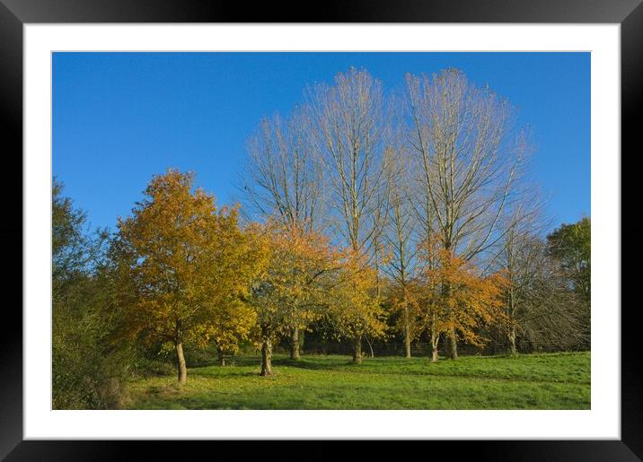 Golden Autumn Leaves and Blue Sky Framed Mounted Print by Jeremy Hayden