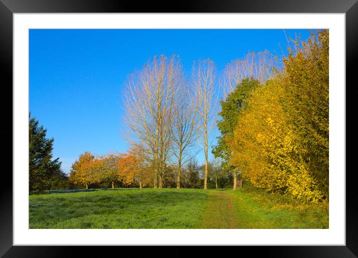 Green and Gold and Blue Framed Mounted Print by Jeremy Hayden