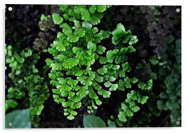 Maidenhair Fern Acrylic by Karen Martin