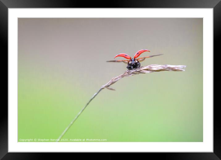 Ladybird take off Framed Mounted Print by Stephen Rennie