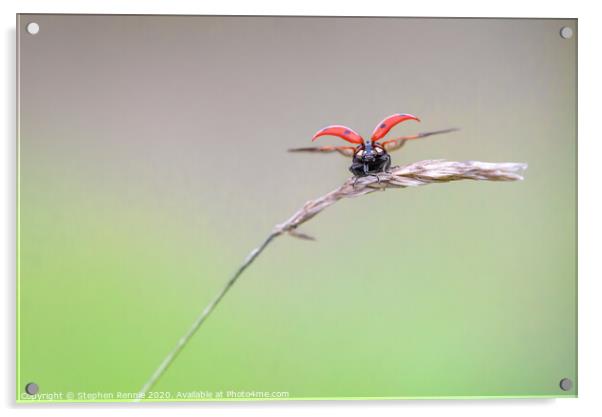 Ladybird take off Acrylic by Stephen Rennie