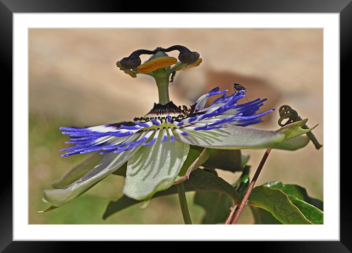 Passion Flower Framed Mounted Print by Karen Martin