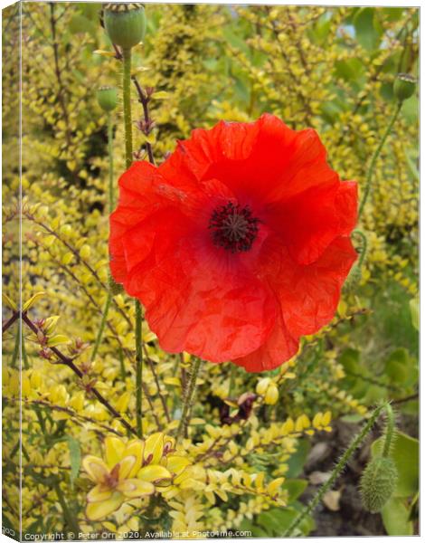 single poppy Canvas Print by Peter Orr