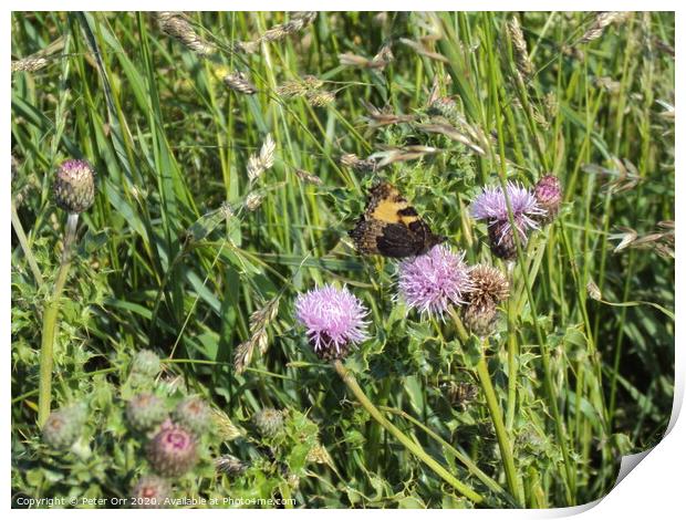 Butterfliy and thistle Print by Peter Orr