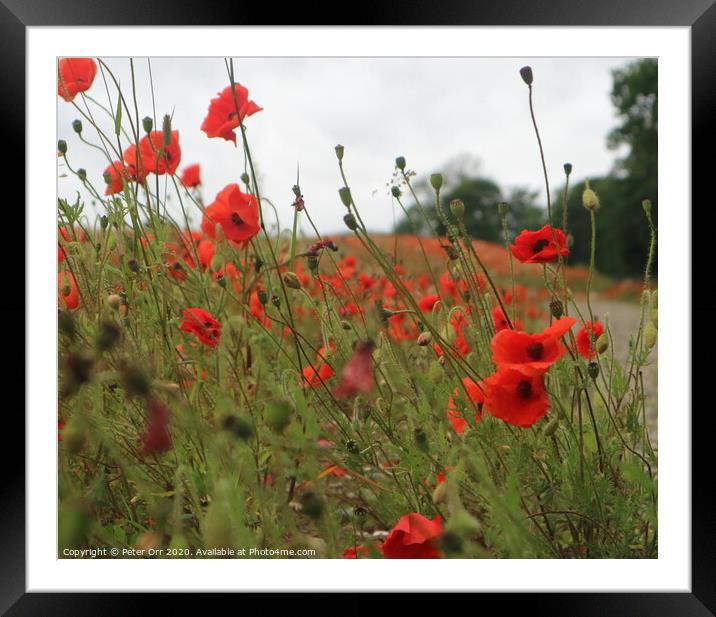 Down amongst the poppies Framed Mounted Print by Peter Orr