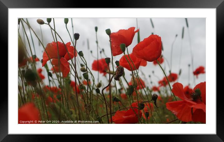 poppies Framed Mounted Print by Peter Orr