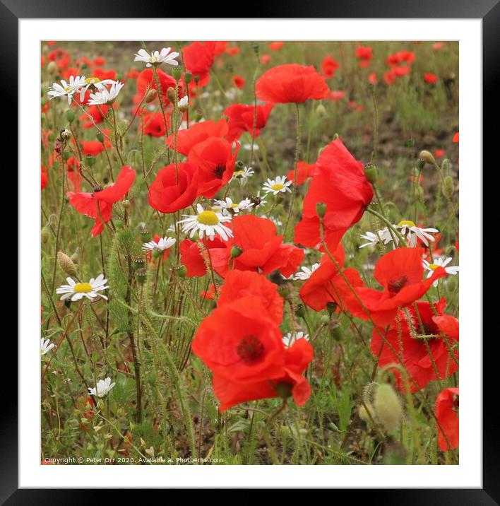 poppies and Daises  Framed Mounted Print by Peter Orr