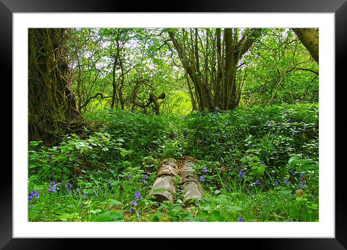 bluebell woods Framed Mounted Print by Northeast Images