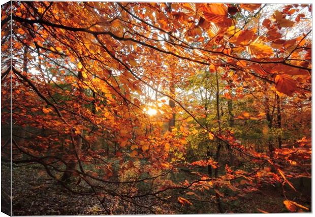  Sunlit Autumn woodland Canvas Print by Simon Johnson