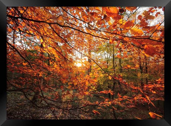  Sunlit Autumn woodland Framed Print by Simon Johnson