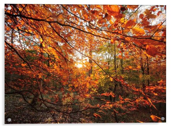  Sunlit Autumn woodland Acrylic by Simon Johnson