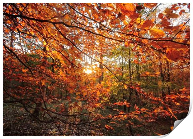  Sunlit Autumn woodland Print by Simon Johnson