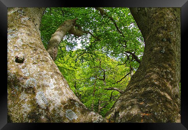 Can`t see the wood for the trees Framed Print by Northeast Images