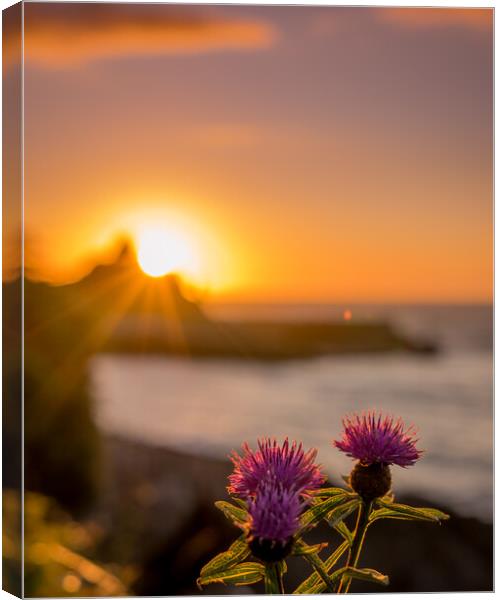 Purple Flowers looking out to the Sunset Harbour Canvas Print by Steven Fleck