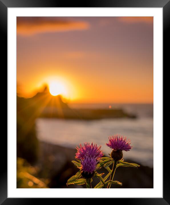 Purple Flowers looking out to the Sunset Harbour Framed Mounted Print by Steven Fleck