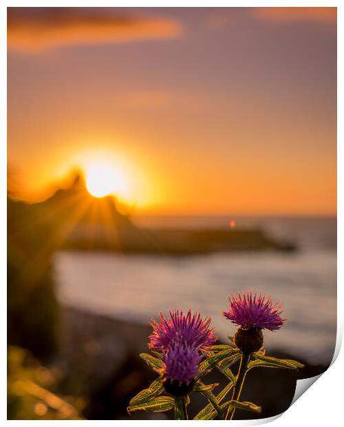 Purple Flowers looking out to the Sunset Harbour Print by Steven Fleck