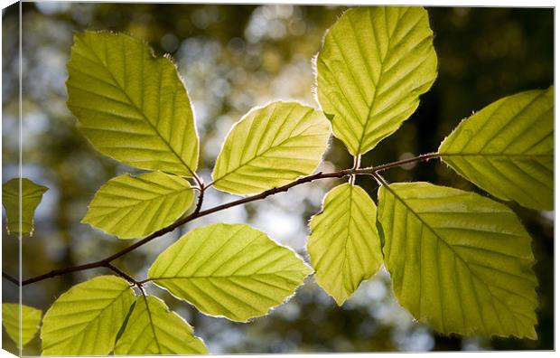 Beech Leaves in Spring Canvas Print by Ashley Chaplin