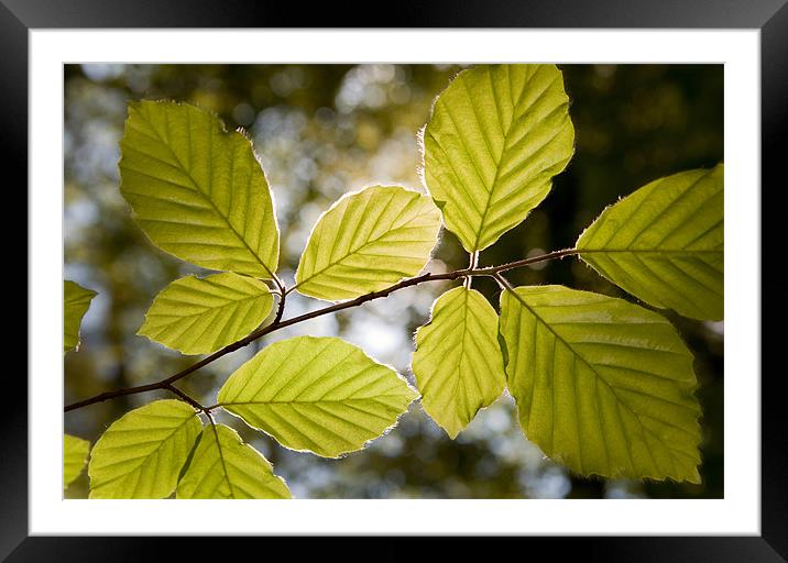 Beech Leaves in Spring Framed Mounted Print by Ashley Chaplin