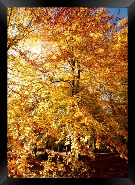 Beech woodland autumn Framed Print by Simon Johnson