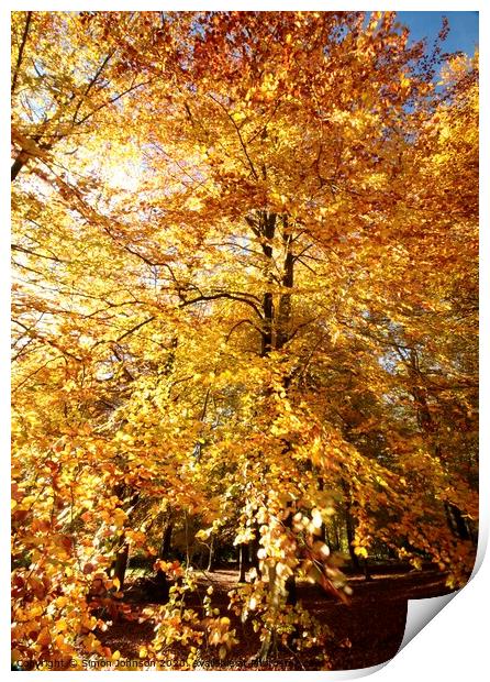 Beech woodland autumn Print by Simon Johnson