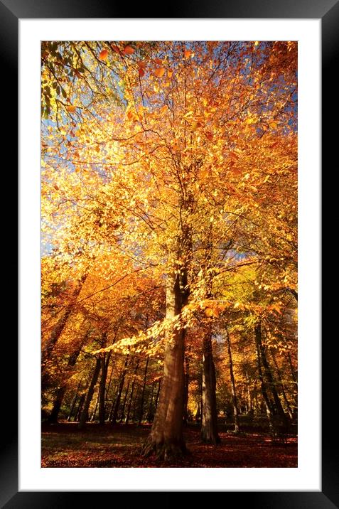 Beech wood Autumn Framed Mounted Print by Simon Johnson